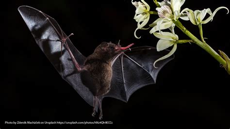 The Black Witch Bat Near Me and its Impact on Local Communities